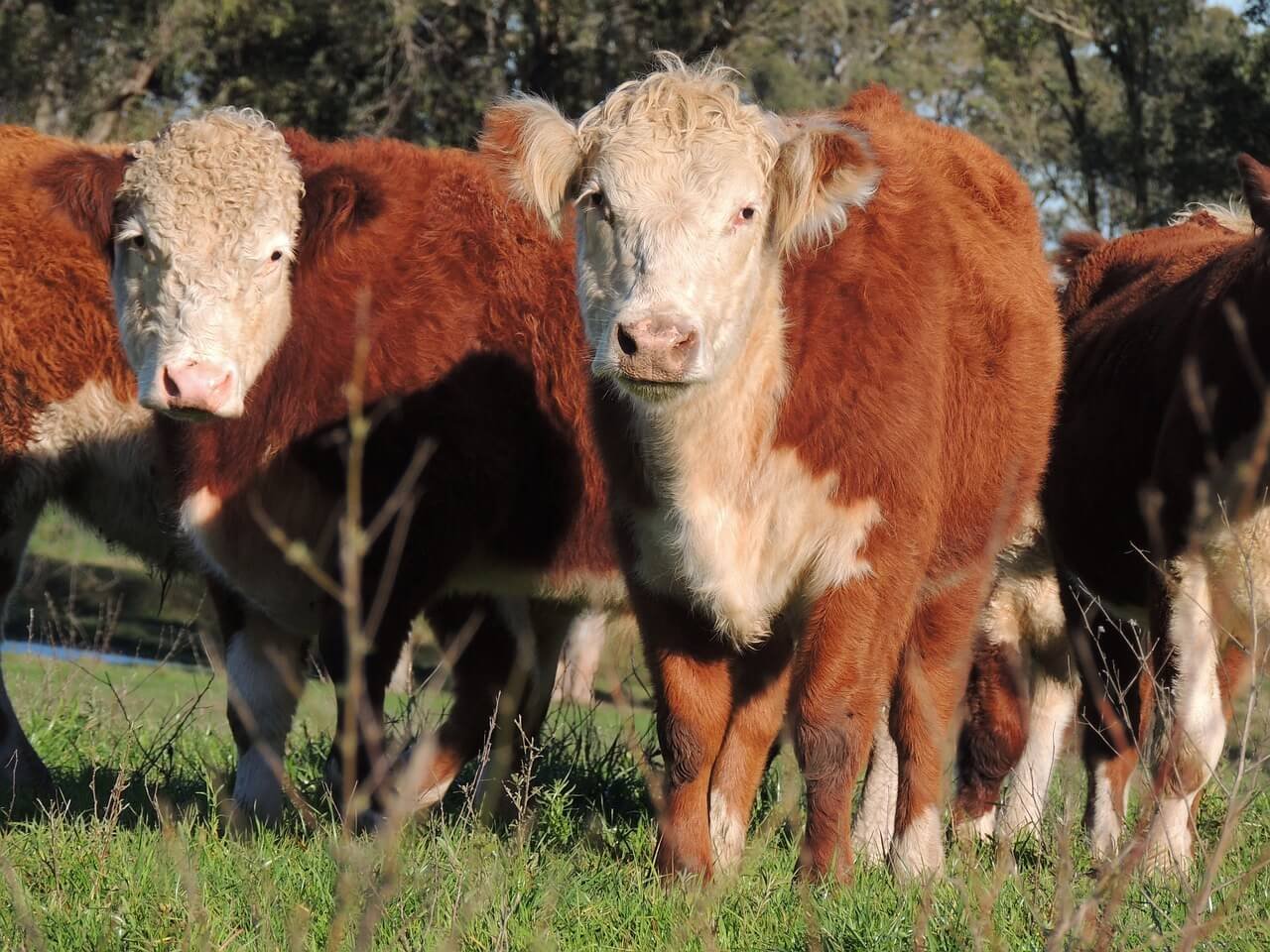 Raza Hereford Caracter Sticas Ventajas Y Su Importancia En El Mercado