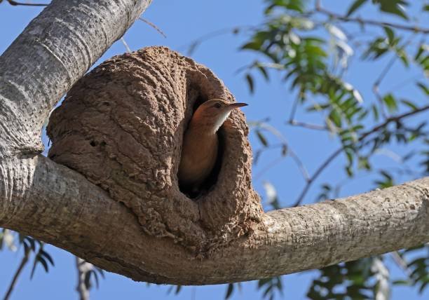 El Hornero Ave Nacional De Argentina: Maestro Constructor Y Símbolo ...