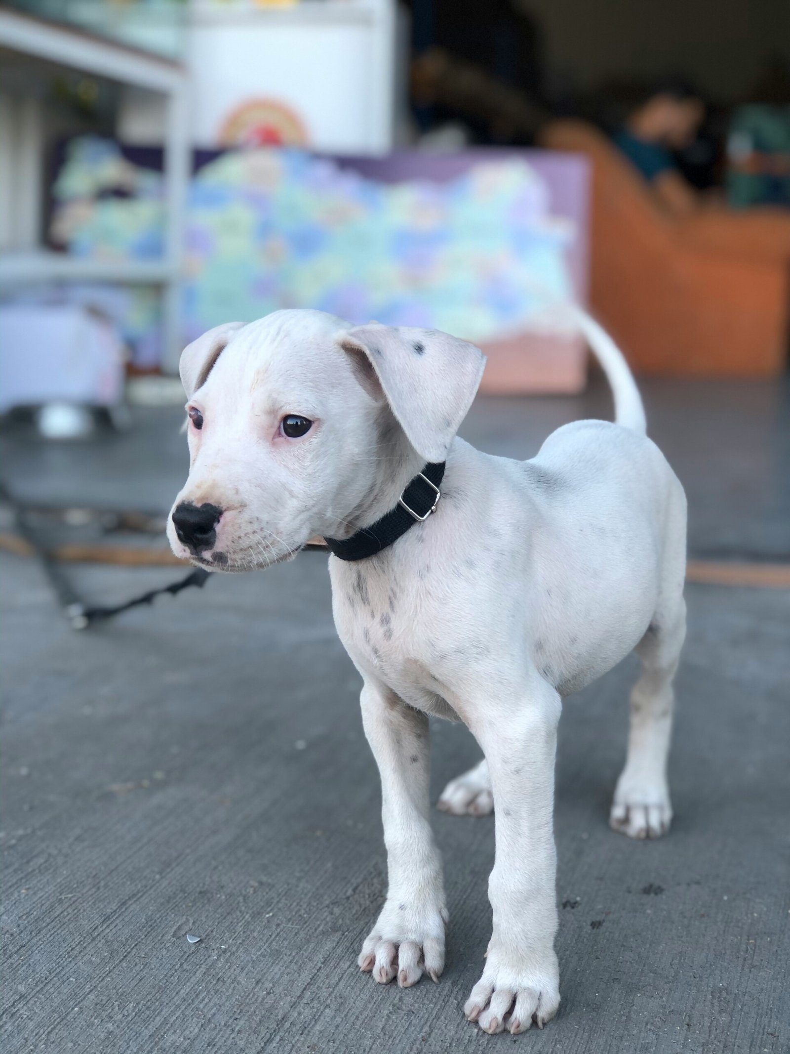 Dogo Argentino Argentina