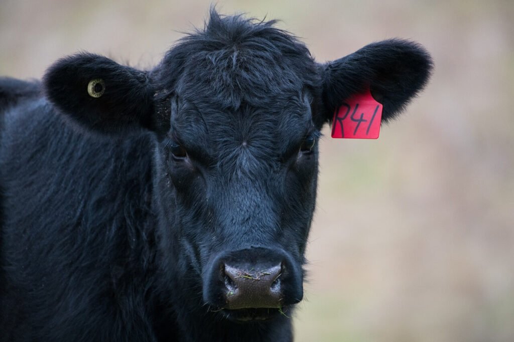 La Raza Aberdeen Angus: Características, Ventajas Y Su Importancia En ...