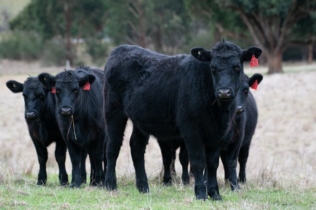 La Raza Aberdeen Angus: Características, Ventajas Y Su Importancia En ...